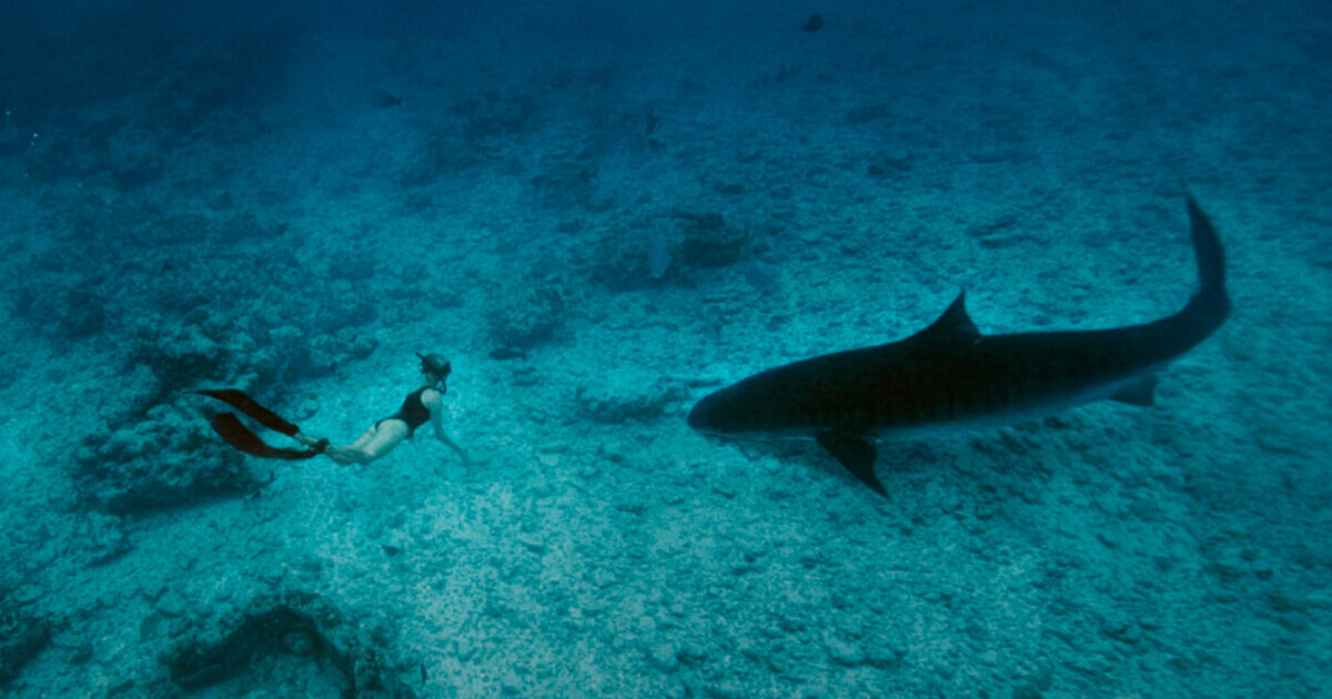 modibodi-sharkweek (1)